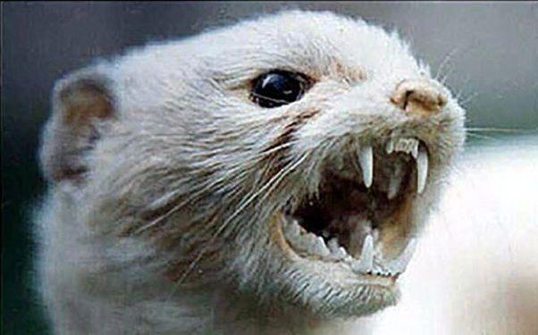 Weasel